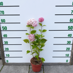Hortenzia stromčekovitá (Hydrangea arborescens) ´CANDYBELLE® BUBBLEGUM´ - výška 50-60 cm, kont. C2L